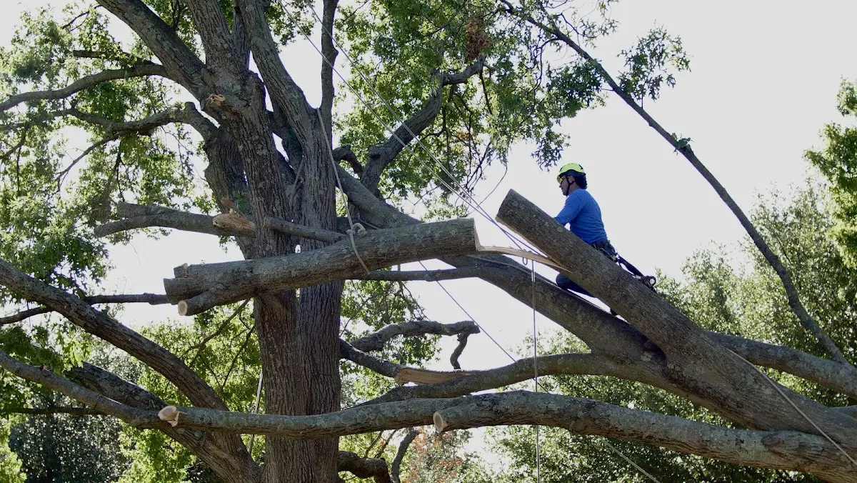 Professional Crown Thinning performed by certified arborists in Seeley